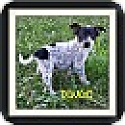 Thumbnail photo of Dingo (DC) #1