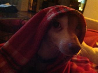 charlie's little dog house