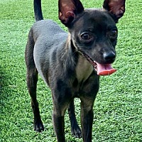 pathways home animal rescue