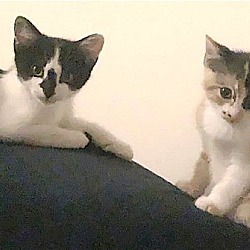 Thumbnail photo of SIMBA - Bonded with Cookie #3