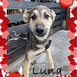 Thumbnail photo of Lola, Luna & Pepper #1