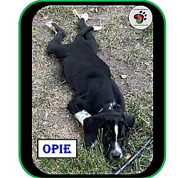 Thumbnail photo of Opie - SOA Litter #4