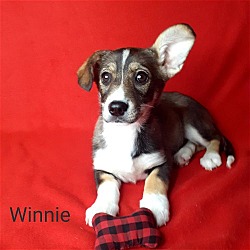 Photo of Winnie