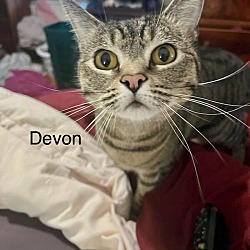 Photo of Devon