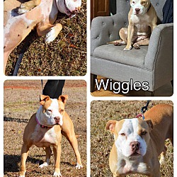 Photo of Wiggles