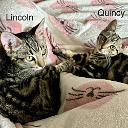 Thumbnail photo of Quincy #2