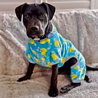 adopt a pet