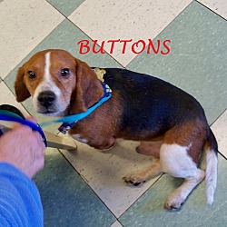 Thumbnail photo of BUTTONS #2