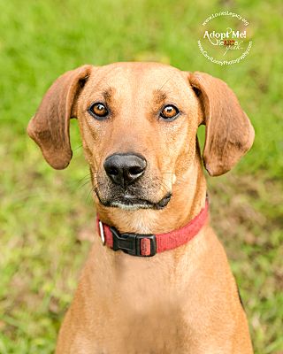 Cincinnati Oh Rhodesian Ridgeback Meet Cheese A Pet For Adoption
