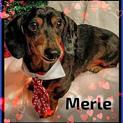 Thumbnail photo of Merle #3