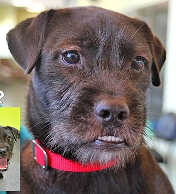 poodle cross patterdale