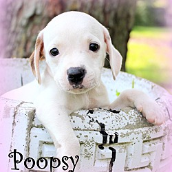 Thumbnail photo of Poopsy ~ meet me! #1
