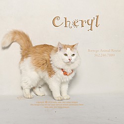 Photo of CHERYL