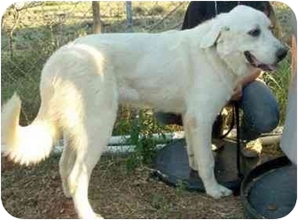 Sealy Tx Great Pyrenees Meet Abbott A Pet For Adoption