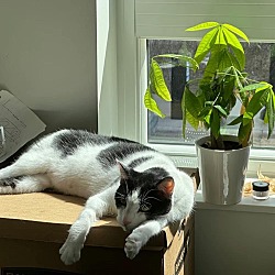 Photo of Pickle