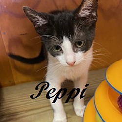 Thumbnail photo of Peppi #3