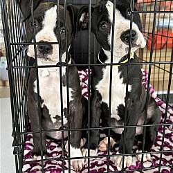 Photo of the Pitiful pups