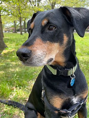 Washington, DC - Doberman Pinscher/Hound (Unknown Type). Meet Archie a ...