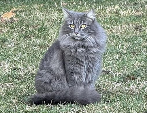 Vacaville, CA - Maine Coon. Meet Quinnie Napa Petco a Pet for Adoption ...