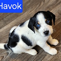 Thumbnail photo of Havok #1