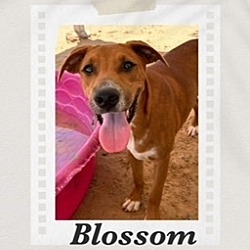 Thumbnail photo of Blossom #2