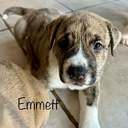 Thumbnail photo of Emmett 2 #2