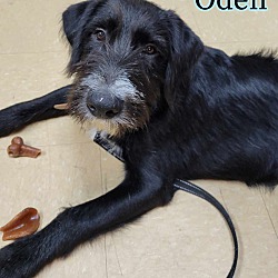 Thumbnail photo of Oden #1