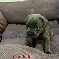 Thumbnail photo of Charlotte #1