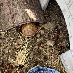 Thumbnail photo of Hatchling three toed box turtles #2