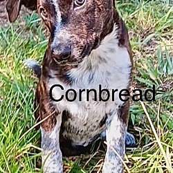 Thumbnail photo of Cornbread #1