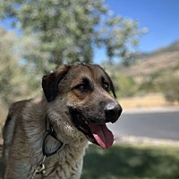 adopt a pet