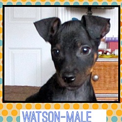 Thumbnail photo of Watson (etaa) #1