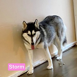 Thumbnail photo of Storm #4