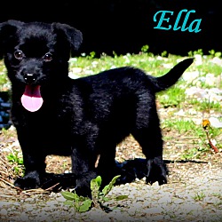Thumbnail photo of Ella~adopted! #4