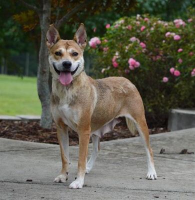 Dogs For Adoption Statesville Nc