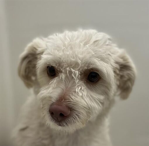 Las Vegas, NV - Poodle (Toy or Tea Cup). Meet *YOGURT a Pet for