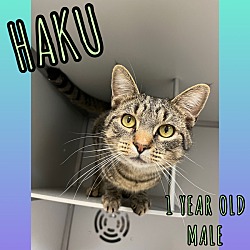 Photo of Haku