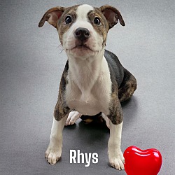 Thumbnail photo of Rhys #2