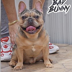 Thumbnail photo of BAD BUNNY #2