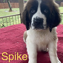 Photo of Spike