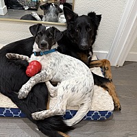 adopt a pet