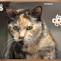 adopt-pet
