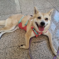 adopt-pet