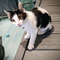 adopt a pet