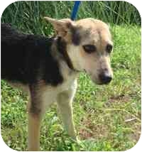 fox terrier shepherd mix