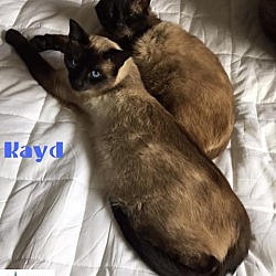 Thumbnail photo of Skipper &Kayd-Adopted May 2017 #3