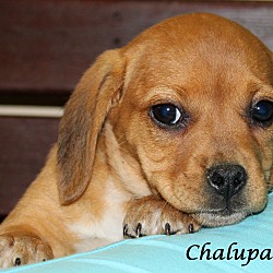 Thumbnail photo of Chalupa~adopted! #1
