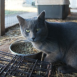 Thumbnail photo of Barn Cat - Bandit #1