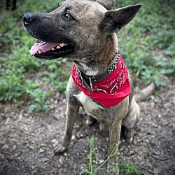 Thumbnail photo of Ranger - DIAMOND DOG #4