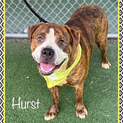 Thumbnail photo of HURST (also see HARVEY) #3